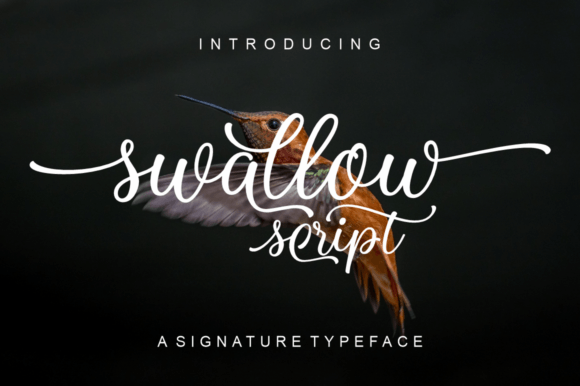 Why Swallow Script is Your Next Design Secret Weapon
